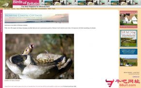 英国鸟类网的网站截图